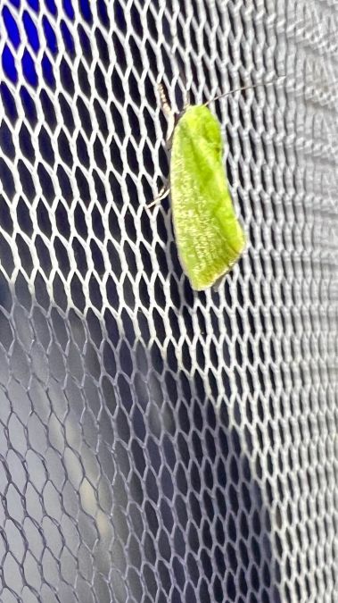 Earias insulana  - Melchior Viallet
