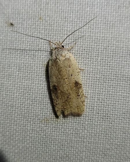 Agonopterix nervosa  - Thomas Lux