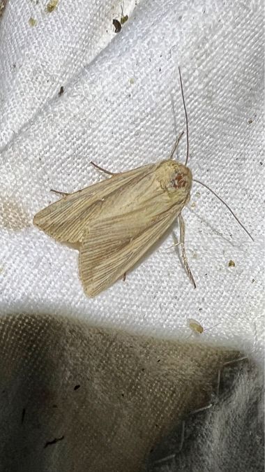 Leucania loreyi  - Melchior Viallet
