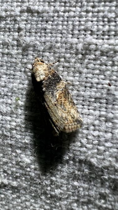 Garella nilotica  - Melchior Viallet