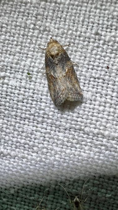 Garella nilotica  - Melchior Viallet