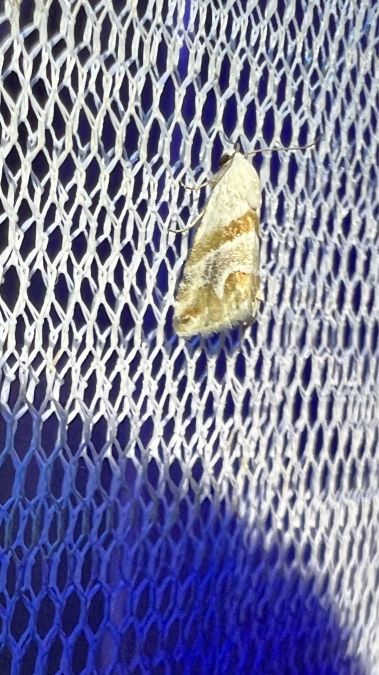 Eublemma candidana  - Melchior Viallet