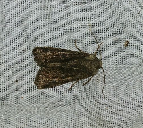 Noctuelle boueuse 