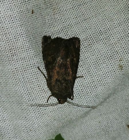 Noctuelle boueuse 