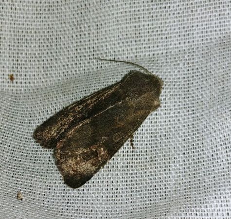 Aporophyla lueneburgensis 