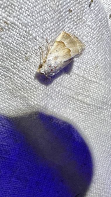 Eublemma amoena  - Melchior Viallet