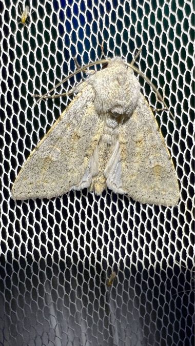 Ammoconia senex  - Melchior Viallet