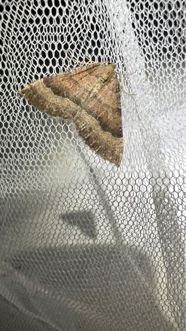 Larentia clavaria  - Melchior Viallet