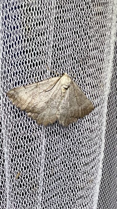 Odontognophos dumetata  - Melchior Viallet