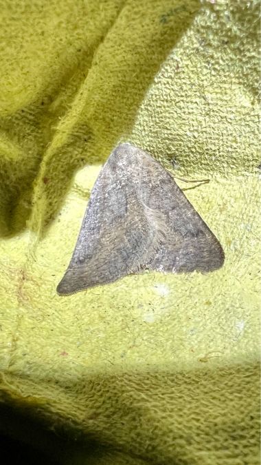 Onychora agaritharia  - Melchior Viallet