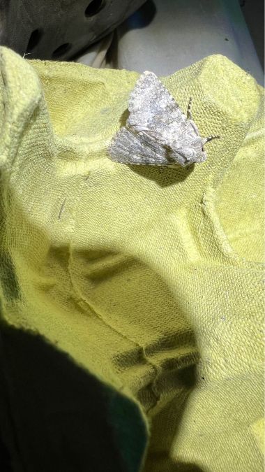 Polymixis dubia  - Melchior Viallet
