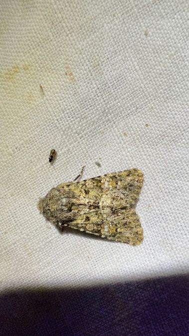 Polymixis lichenea  - Melchior Viallet