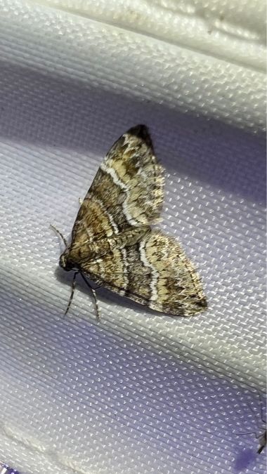 Perizoma bifaciata  - Melchior Viallet