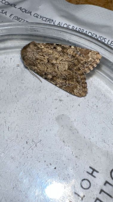 Luperina testacea  - Melchior Viallet