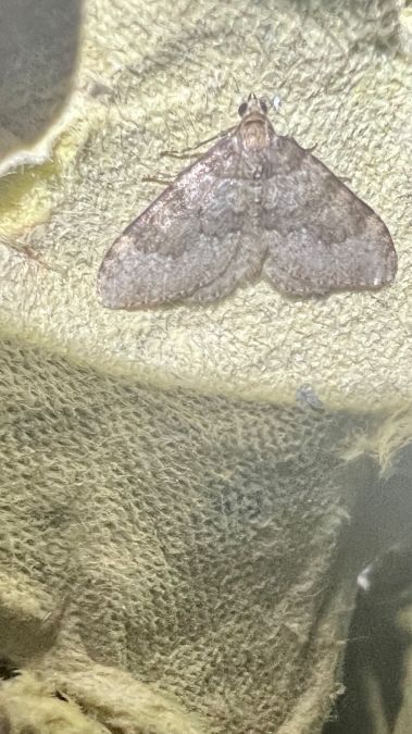 Nebula ibericata  - Melchior Viallet