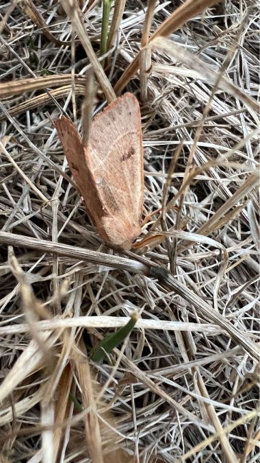 Pseudenargia ulicis  - Melchior Viallet