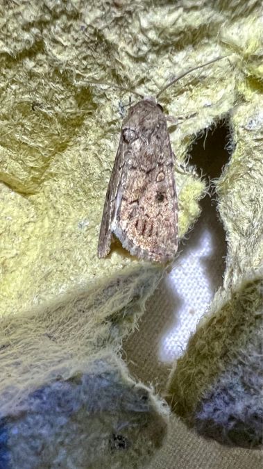 Spodoptera cilium  - Melchior Viallet
