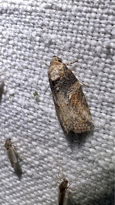 Garella nilotica  - Melchior Viallet