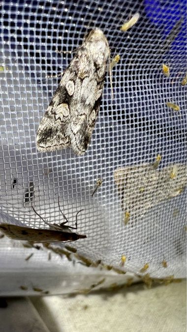 Stilbia philopalis  - Melchior Viallet