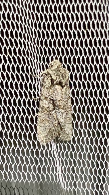 Dryobotodes monochroma  - Melchior Viallet