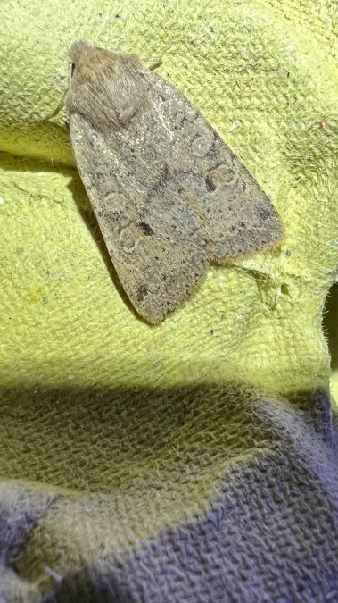 Agrochola laevis  - Melchior Viallet