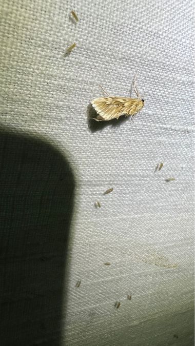 Cynaeda dentalis  - Melchior Viallet