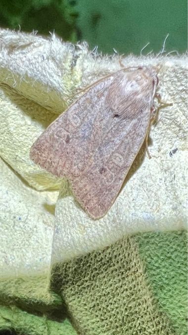 Agrochola laevis  - Melchior Viallet