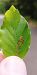 Stigmella tityrella 