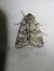 Polymixis rufocincta  - Thomas Lux