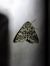 Polymixis rufocincta  - Thomas Lux