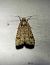 Spodoptera exigua  - Thomas Lux