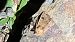 Pseudenargia ulicis  - Melchior Viallet
