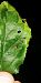 Stigmella catharticella 