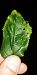 Stigmella catharticella 