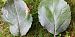 Lyonetia clerkella 