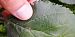Lyonetia clerkella 