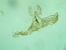 Acleris schalleriana  - Melchior Viallet