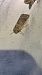 Pseudenargia ulicis  - Melchior Viallet