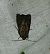 Noctuelle boueuse 