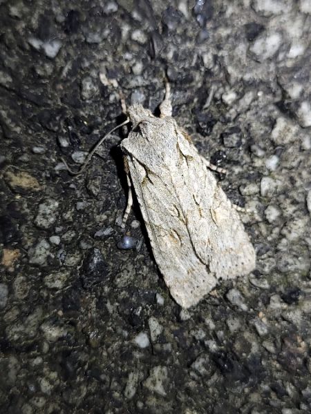 Lithophane ornitopus  - Thomas Lux
