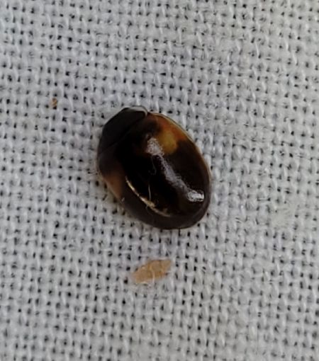 Adalia decempunctata  - Thomas Lux