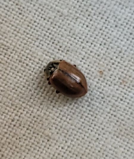 Aphidecta obliterata  - Thomas Lux