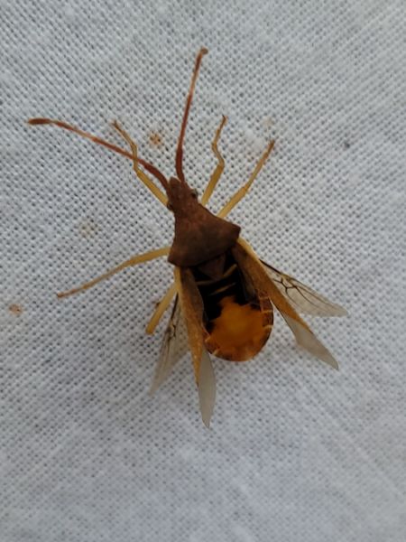 Gonocerus acuteangulatus  - Thomas Lux