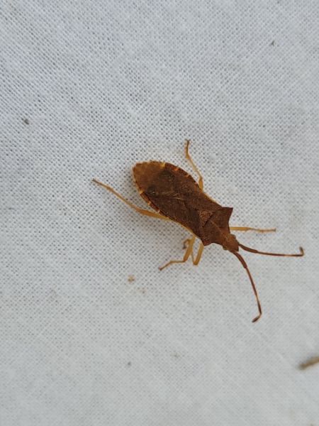 Gonocerus acuteangulatus  - Thomas Lux