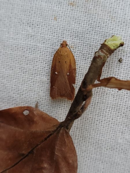 Acleris aspersana  - Thomas Lux