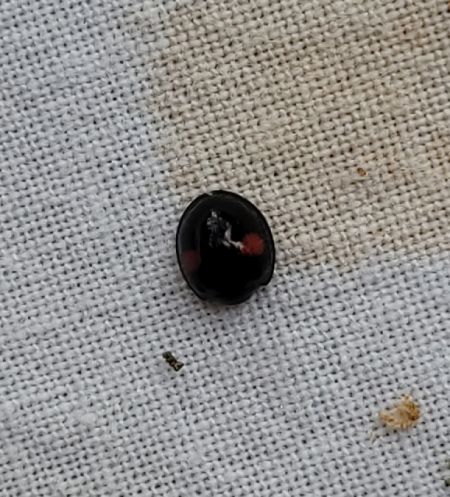 Chilocorus renipustulatus  - Thomas Lux