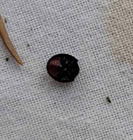 Chilocorus renipustulatus  - Thomas Lux