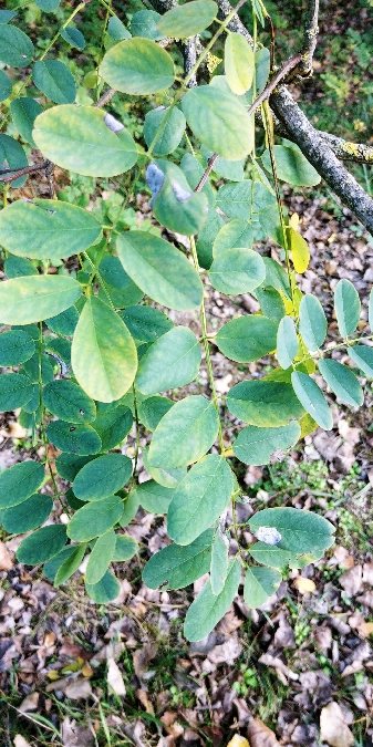 Macrosaccus robiniella 