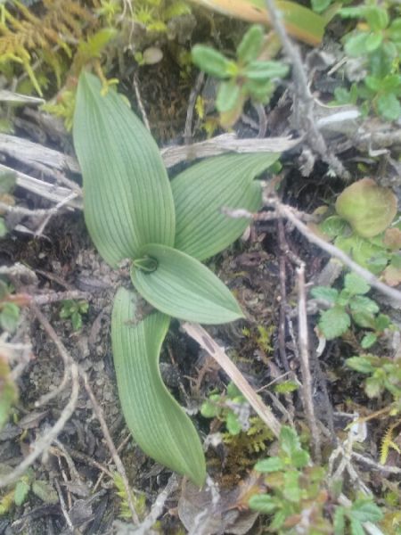 Ophrys sphegodes  - Alain Falvard