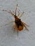 Gonocerus acuteangulatus  - Thomas Lux